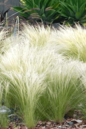 STIPA tenuissima Pony Tails